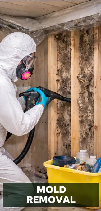 Mold removal project